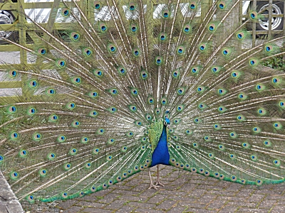 Peacock at David Austin Roses