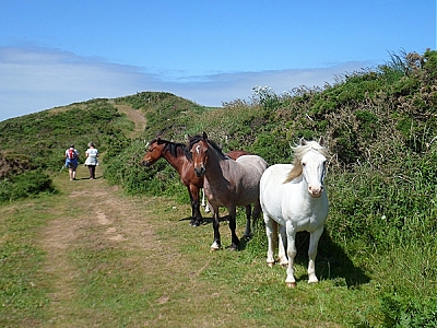 Ponies on the Pembrokeshire coastal path