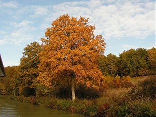 Autumn colours canal de Briare