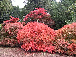 Acers at Westonbirt Acers at Westonbirt
