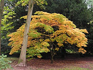 Acer at Westonbirt Acer at Westonbirt