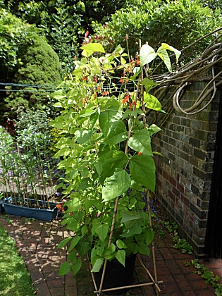 Container grown Runner Beans in our garden