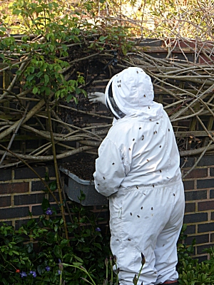 Brian the beekeeper at work