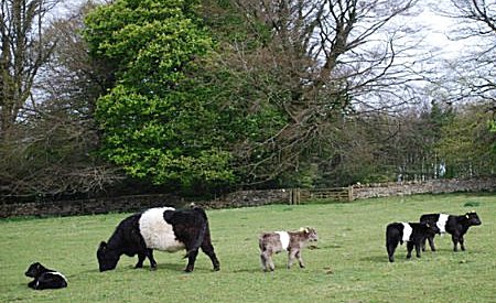 Belted Galloway Cattle