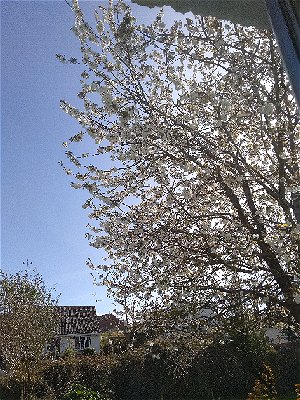 Cherry Blossom in my garden