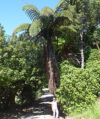 Big tree fern on Waikareao Walkway.