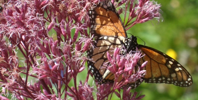Butterfly in Stans garden