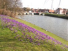 Crocuses along the canal