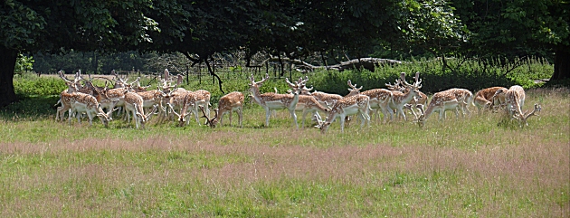 Deer at Attingham. Note the double ended one who refused to stay still!