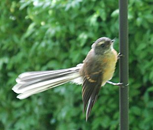 Fantail