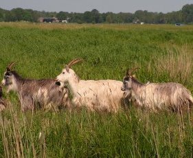 Goats on the canal bank