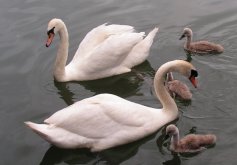 Swans and goslings at Revin