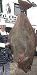Big Hallibut