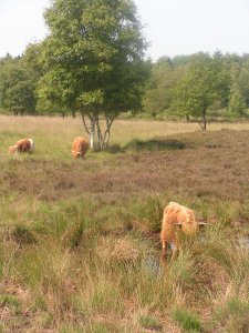 Highland cows on Drensche heathland