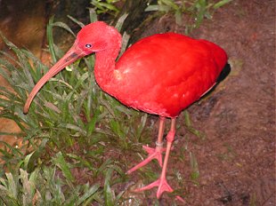 Scarlet Ibis
