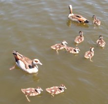 Smart duck family at Ittre