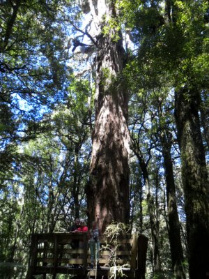 Kahikatia tree at Ohinetonga Reserve