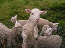 Spring lambs
