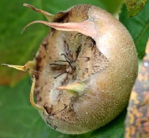 Medlar