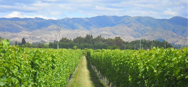 Malborough vines and Wither Hills
