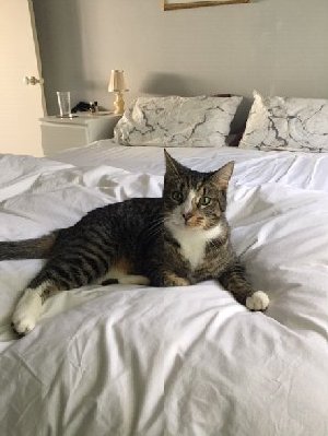 Oscar the Cat.