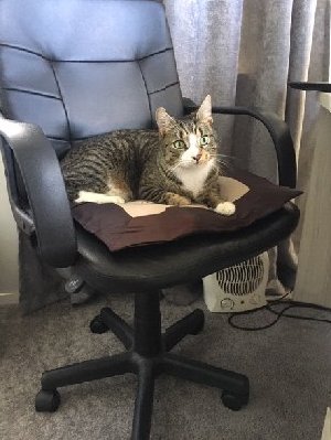 Oscar the Cat.