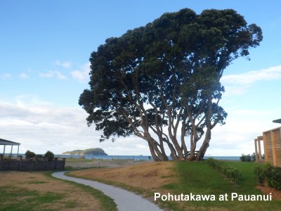 Pohutakawa at Pauanui