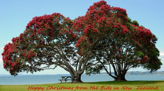 Pohutukawa trees - the New Zealand Christmas Tree.