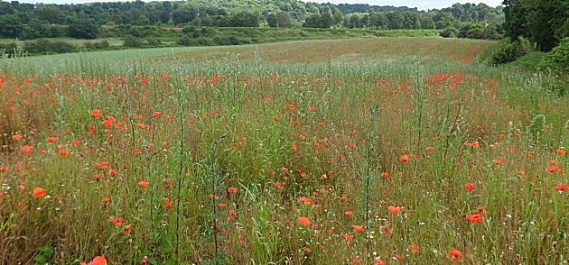 Poppy field near Bewdley