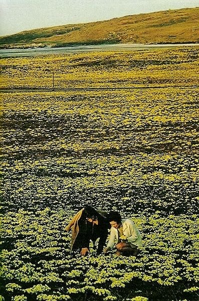 Primroses being picked on Barra