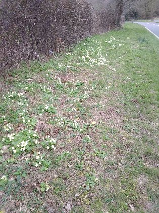 The primroses are out