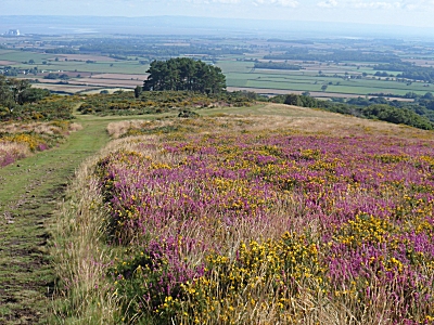 Quantock Hills above Holford