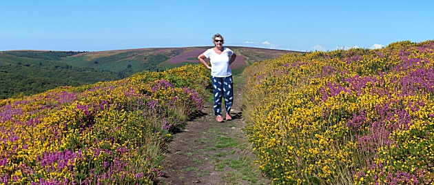 Sue amongst the gorse and heather on Hare Knapp