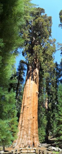 General Sherman the largest tree in the world