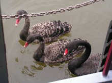 Swans on the Biesbosch