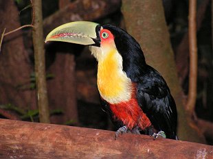 Toucan