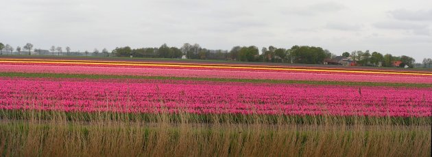 Tulip field near Emmeloord