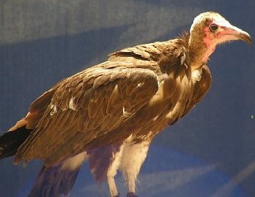 Mathew the Vulture